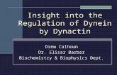 Insight into the Regulation of Dynein by Dynactin Drew Calhoun Dr. Elisar Barbar Biochemistry & Biophysics Dept.
