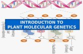INTRODUCTION TO PLANT MOLECULAR GENETICS. Genetics The study of heredity The study of inherited phenotypes The study of how differences between individuals.