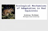 Ecological Mechanisms of Adaptation in Red Squirrels Andrew McAdam Michigan State University.