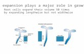 Cell expansion plays a major role in growth Root cells expand their volume 50 times by expanding lengthwise but not widthwise.