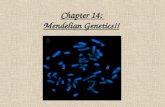 Chapter 14: Mendelian Genetics!!. Trait : some aspect of an organism that can be described or measured Gene : discrete unit of hereditary information.