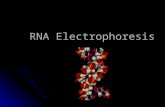 RNA Electrophoresis. Broad and Long Term Objective To characterize the expression of ribulose 1-5 bisphosphate carboxylase oxygenase and chlorophyll AB.
