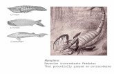 Myxopterus Devonian invertebrate Predator That potentially preyed on ostracoderms.