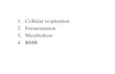1.Cellular respiration 2.Fermentation 3.Metabolism 4.BMR.