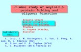 Collaborators : In silico study of amyloid - protein folding and oligomer formation Brigita Urbanc Boston University Center for Polymer Studies H. Eugene.