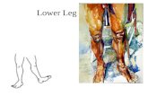 Lower Leg. Muscles of the Anterior Leg Dorsiflexors of ankles and extensors of toes reside in anterolateral compartment as the tibia fills the anteriomedial.
