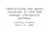 Identifying new genes involved in the DNA damage checkpoint pathway Courtney Onodera March 16, 2005.