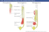 14.21 General scheme of development in the vertebrate kidney (Part 1) PronephrosMesonephrosMetanephros.