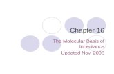 Chapter 16 The Molecular Basis of Inheritance Updated Nov. 2008.