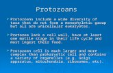 Protozoans  Protozoans include a wide diversity of taxa that do not form a monophyletic group but all are unicellular eukaryotes.  Protozoa lack a cell.