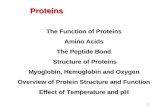 1 Proteins The Function of Proteins Amino Acids The Peptide Bond Structure of Proteins Structure of Proteins Myoglobin, Hemoglobin and Oxygen Overview.