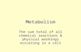 Metabolism The sum total of all chemical reactions & physical workings occurring in a cell.