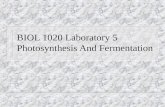 BIOL 1020 Laboratory 5 Photosynthesis And Fermentation.