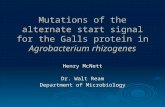 Mutations of the alternate start signal for the Galls protein in Agrobacterium rhizogenes Henry McNett Dr. Walt Ream Department of Microbiology.