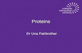 Proteins Dr Una Fairbrother. Dipeptides u Two amino acids are combined as in the diagram, to form a dipeptide. u Water is the other product.