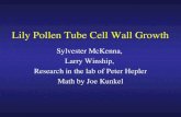 Lily Pollen Tube Cell Wall Growth Sylvester McKenna, Larry Winship, Research in the lab of Peter Hepler Math by Joe Kunkel.