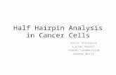 Half Hairpin Analysis in Cancer Cells Katie Stackpole Lucien Barnes Isabel Vanderslice Andrew Borst.