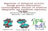 Regulation of biological activity through protein dimerization: Crystallographic analyses of primitive hemoglobins and interferon regulatory factors Bill.