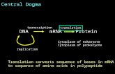 Central Dogma Cytoplasm of eukaryote Cytoplasm of prokaryote DNAmRNA Protein transcription translation replication Translation converts sequence of bases.