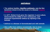 ANTHRAX The anthrax bacillus, Bacillus anthracis, was the first bacterium shown to be the cause of a disease- Koch’s Postulate In 1877, Robert Koch grew.