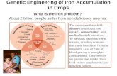 Genetic Engineering of Iron Accumulation in Crops What is the iron problem? About 2 billion people suffer from iron deficiency anemia. The causes are three-fold: