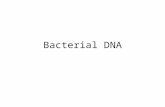 Bacterial DNA. Mutation and Evolution DNA carries the genetic instructions forward in time. You might consider life from DNA’s point of view: it goes.