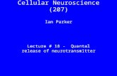 Cellular Neuroscience (207) Ian Parker Lecture # 18 - Quantal release of neurotransmitter.