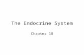 The Endocrine System Chapter 18. Function of the Endocrine System Maintain homeostatic balance of the body Endocrine system – the body’s second great.