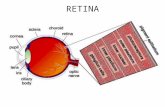 RETINA. BLIND SPOT close left eye and stare at plus move paper back and forth.