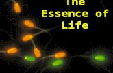The Essence of Life Blending Inheritance A great idea if you IGNORE the data. n The Basic Idea of Blending Inheritance  1) Sex cells still contain.