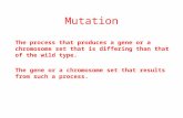Mutation The process that produces a gene or a chromosome set that is differing than that of the wild type. The gene or a chromosome set that results from.