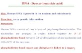 DNA ( Deoxyribonucleic acid ) Site: Human DNA is present in the nucleus and mitochonria Function: carry genetic information. Structure: Human DNA consists.