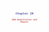 Chapter 20 DNA Replication and Repair. Watson and Crick Predicted Semi- conservative Replication of DNA Watson and Crick: "It has not escaped our notice.