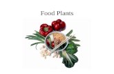 Food Plants. Upcoming Labs Feb. 25 – Beverages March 2 – Herbs, Spices March 4 – Plant Fibers March 9 – Discussion of Pollan.