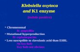 Klebsiella oxytoca and K1 enzyme (indole positive) Chromosomal R/ ampicillin Mutational hyperproduction R/ cephalosporins Less susceptible to clavulanic.
