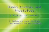 Human Anatomy and Physiology 1.Pick up the handout. 2.Bring up your ecology worksheets to be stamped. 1.Pick up the handout. 2.Bring up your ecology worksheets.