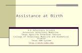 Assistance at Birth 4-H Veterinary Science Extension Veterinary Medicine Texas AgriLife Extension Service College of Veterinary Medicine and Biomedical.