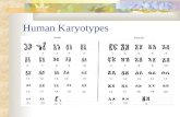Human Karyotypes. Karyotypes = pictures of homologous chromosomes lined up during metaphase 1 23 pairs of chromosomes (1 set from the mother & 1 set from.