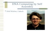 DNA Computing by Self Assembly  Erik Winfree, Caltech.