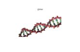 Genes. Outline  Genes: definitions  Molecular genetics - methodology  Genome Content  Molecular structure of mRNA-coding genes  Genetics  Gene regulation.