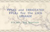 FPGAs and IRRADIATED FPGAs for the LHCb UPGRADE Bin Gui, Ray Mountain.