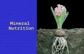 Mineral Nutrition. Mineral Nutrition - Overview Some minerals can be used as is: –e.g. Some minerals have to be incorporated into other compounds to be.