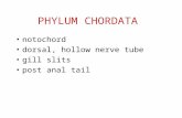 PHYLUM CHORDATA notochord dorsal, hollow nerve tube gill slits post anal tail.