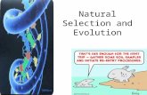 Natural Selection and Evolution. Objectives Students will be able to- – Explain the theory of natural selection – Apply the theory of natural selection.