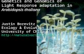 Genetics and Genomics of Light Response adaptation in Arabidopsis thaliana Justin Borevitz Ecology & Evolution University of Chicago