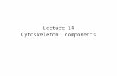 Lecture 14 Cytoskeleton: components. Cytoskeleton proteins revealed by Commassie staining Cytoskeleton: filament system Internal order Shape and remodel.