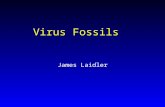 Virus Fossils James Laidler. History of Prokaryotic Fossils Walcott 1915 - Pre-Cambrian cyanobacteria (~ 600 - 700 Mya) Tyler and Barghoorn 1954 - Pre-Cambrian.