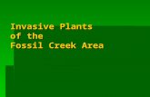 Invasive Plants of the Fossil Creek Area. List of Invasive Species Trees   Tree of heaven   Russian olive   Siberian elm   Tamarisk Shrubs/Vines.