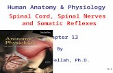 13-1 Human Anatomy & Physiology Spinal Cord, Spinal Nerves and Somatic Reflexes Chapter 13 By Abdul Fellah, Ph.D.