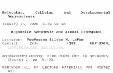 Molecular, Cellular and Developmental Neuroscience January 15, 2008 9-10:50 am Organelle Synthesis and Axonal Transport Lecturer: Professor Eileen M. Lafer.
